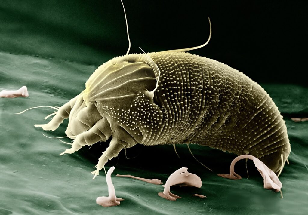 allergia tünetei1_3